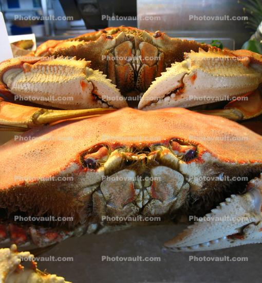 Cooked Dungeness Crabs, steamed, seafood, shellfish
