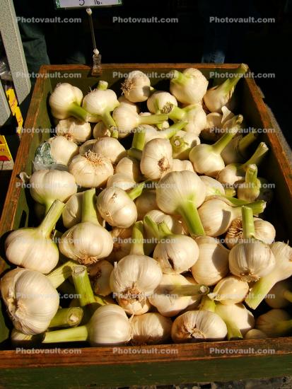 Garlic, texture