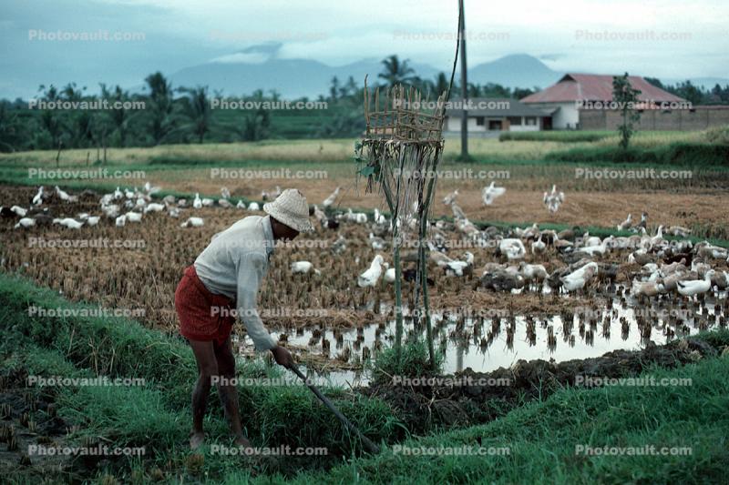 Island of Bali, Ducks, Dirt, soil