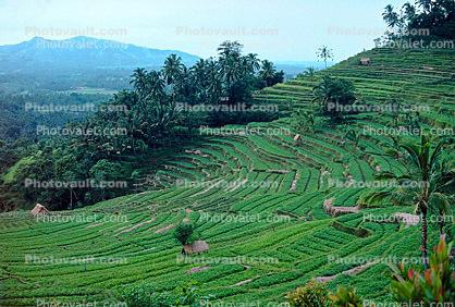 Rice Terrace, Terraced Hills, Island of Bali