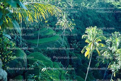 Palm Trees, Island of Bali