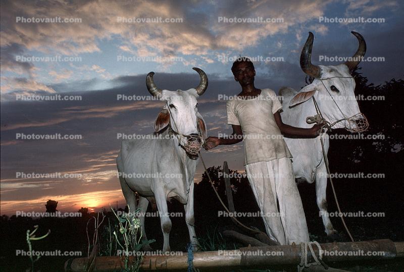Brahama bulls, Farmer, Oxen