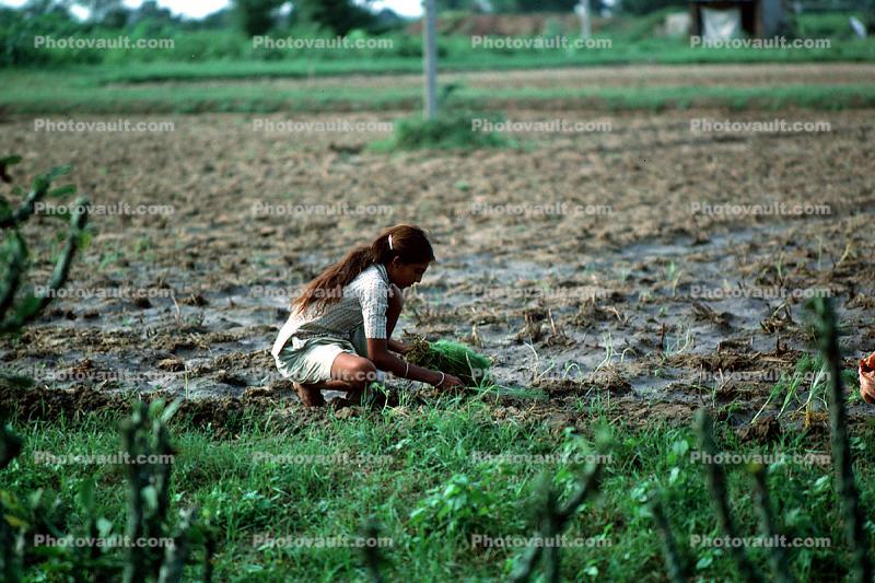 Girl, Woman, Planting, sowing, irrigation, Sythe
