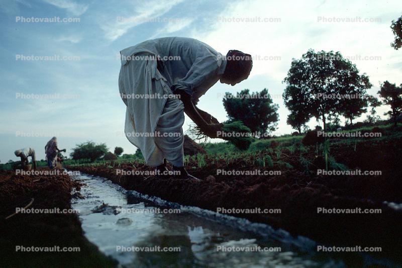 Planting, sowing, irrigation, Women, Woman, Water