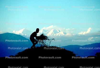 Man, Male, Labor, Laborers, Harvesting, Kathmandu Valley