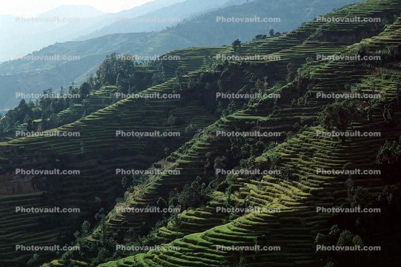 Terraced Rice Fields, Terrace