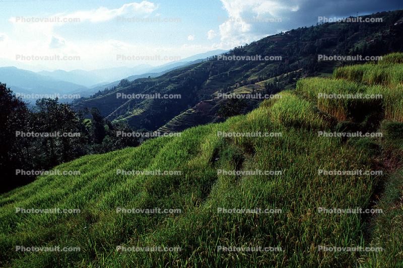 Terraced Rice Fields, Terrace