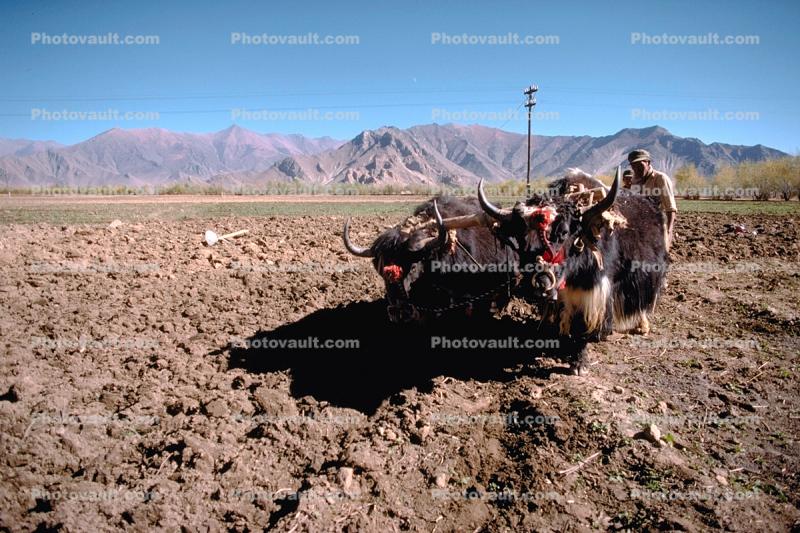 Yak, Oxen, Cows, Plowing, Tilling, Tibet, Man, Male, Labor, Laborer, dirt, soil