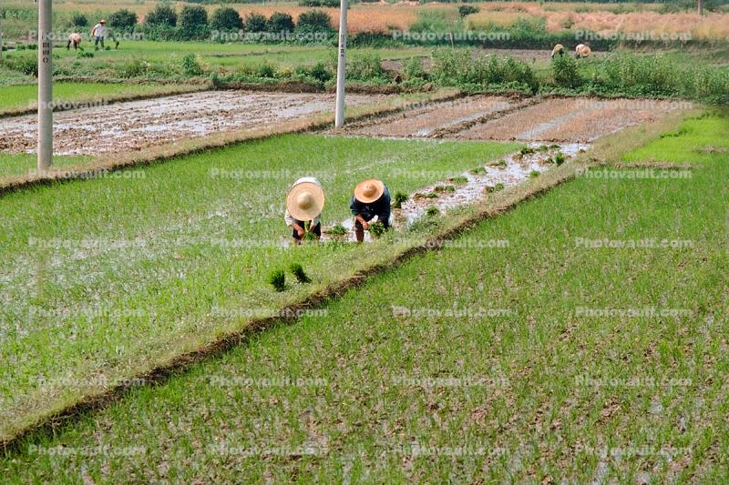 Rice paddy, planting, planters, farmers