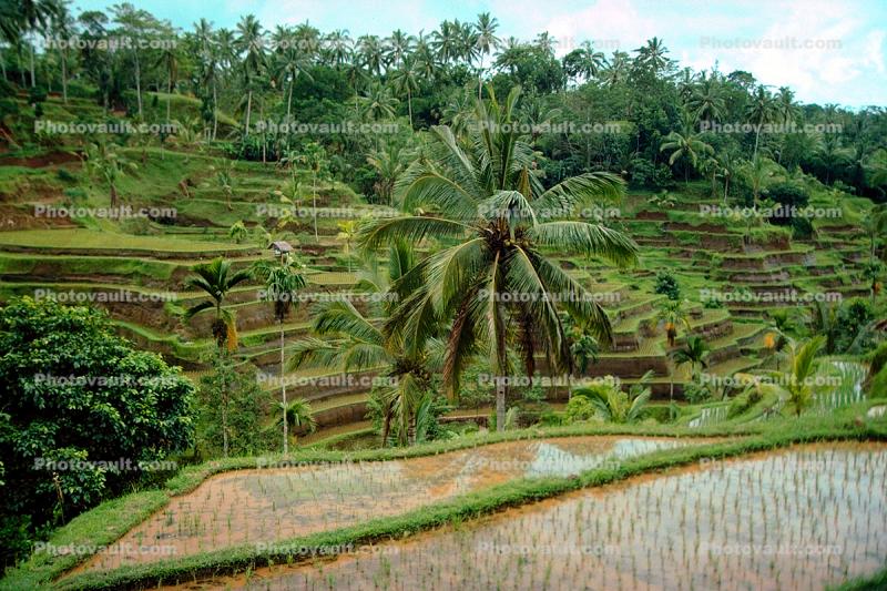 Terraced Rice Fields, Terrace, paddies