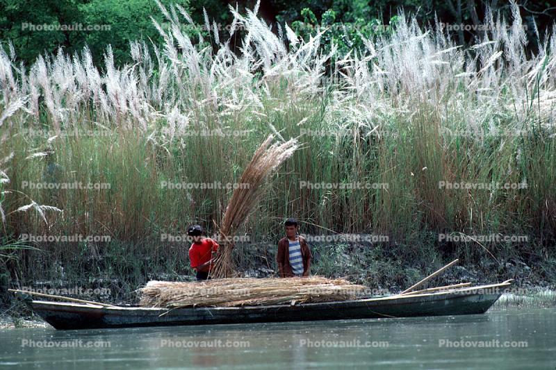 Boat, Reeds, workers