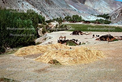 Wheat, Afghanistan, Fields, Farming