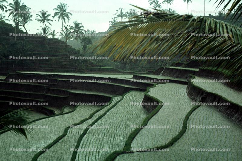 terrace, rice, Terraced Rice Fields, Island of Bali