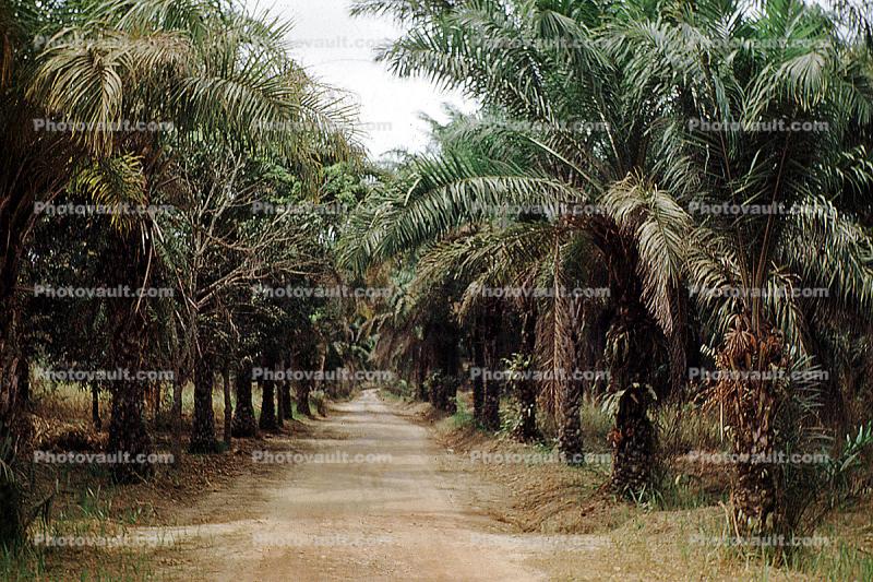 Dirt Road, Palm Trees, unpaved