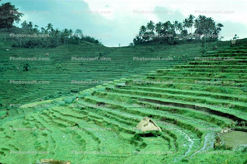 Terraced Rice Fields, Island of Bali, Sod