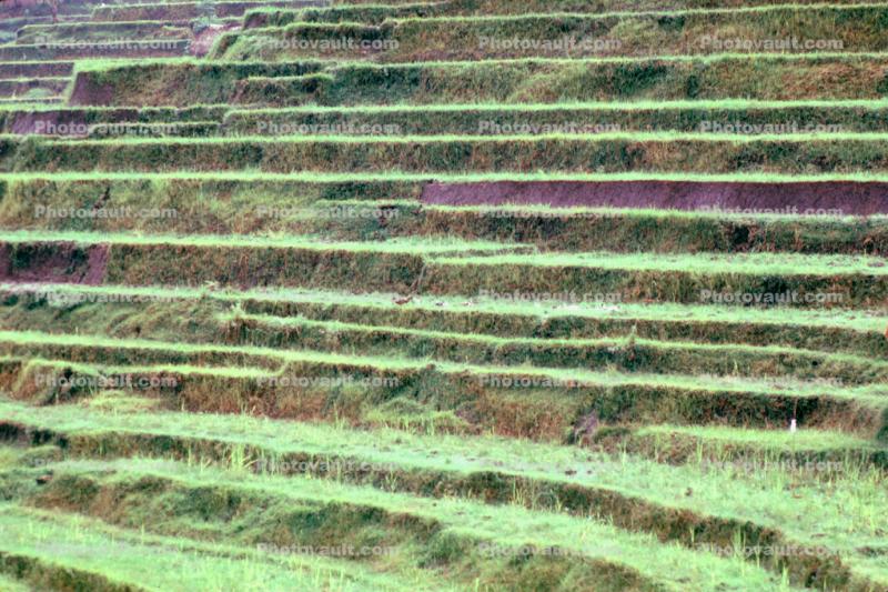 Terraced Rice Fields, Island of Bali