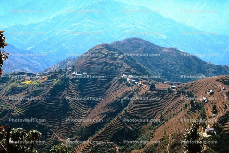 Rice Terrace, Terraced Rice Fields, Helambu, Nepal