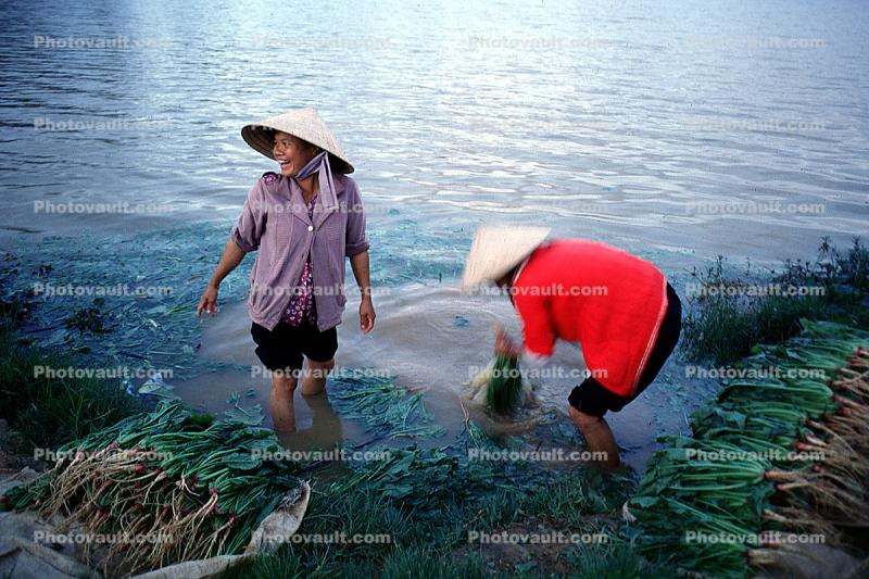 Woman, Women, Labor, Laborers, Harvesting, Dalat, Vietnam
