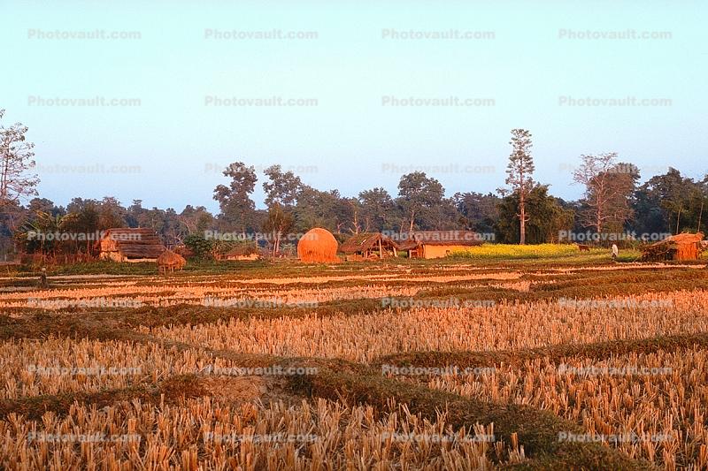 Rice Fields, houses, buildings, Bardiya, Nepal