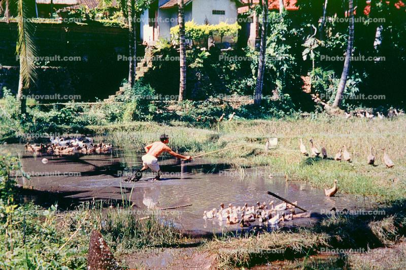 Man tending a pond, ducks
