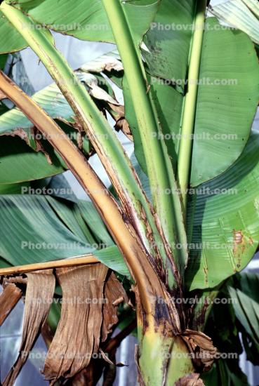Banana Plant, (Musa basjoo), Musaceae, Zingiberales, Plantae