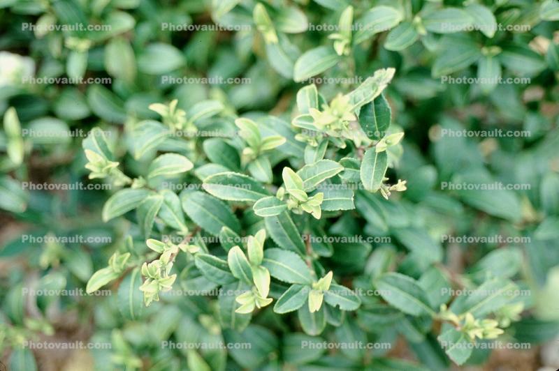 Tea Tree, (Camellia sinensis), leaves
