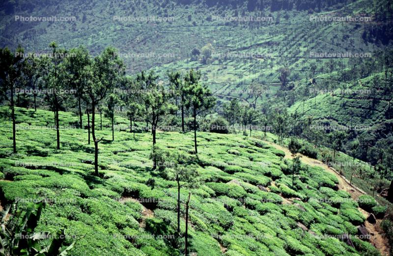 Tea Plantation, Fields