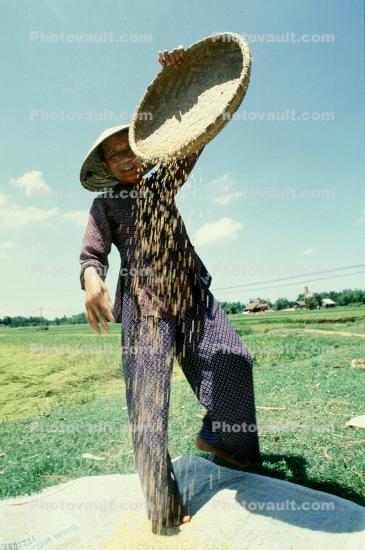 Woman, Rice, Harvesting