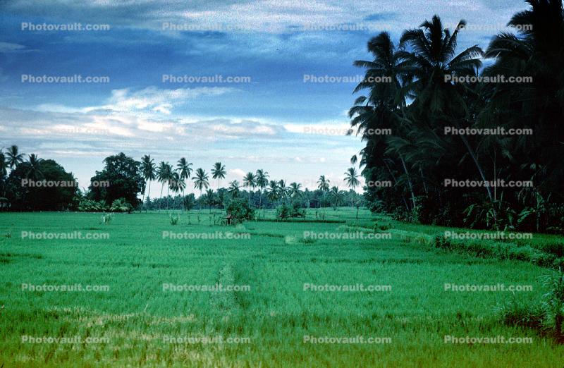Rice Fields, Island of Bali