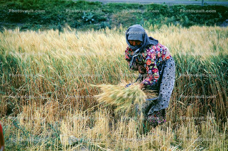 Woman, Harvesting, Wheat, Turkey