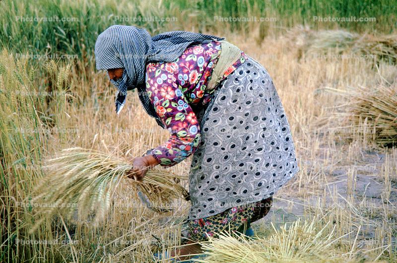 Woman, Harvesting Wheat, Turkey
