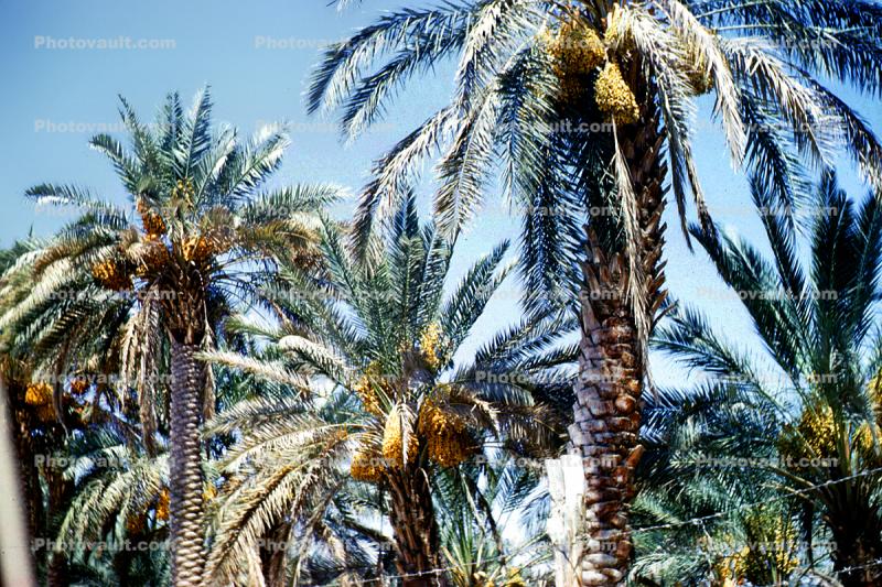 Palm Dates, Jerico, Israel
