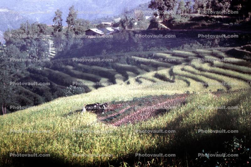 Terrace, Rice, Bhutan