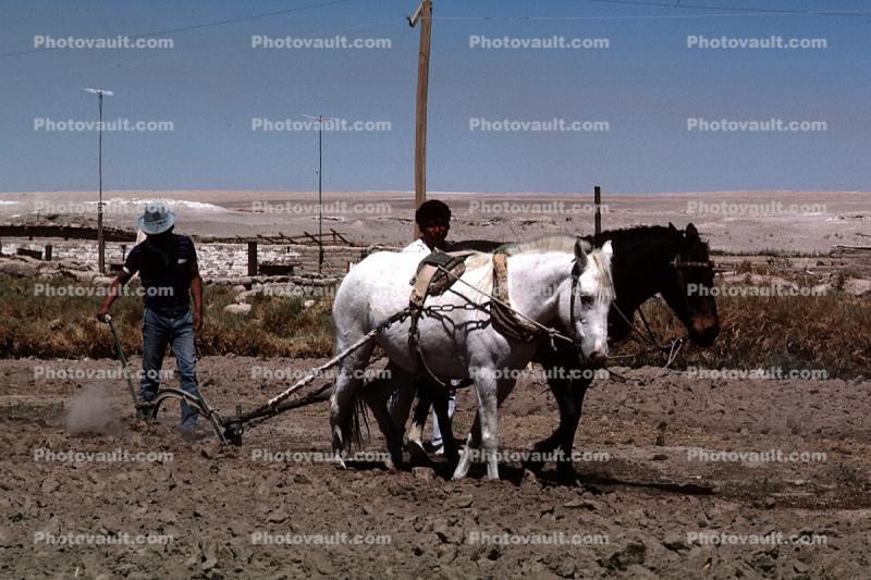 Horse Plow, Plowing, Farmer, field