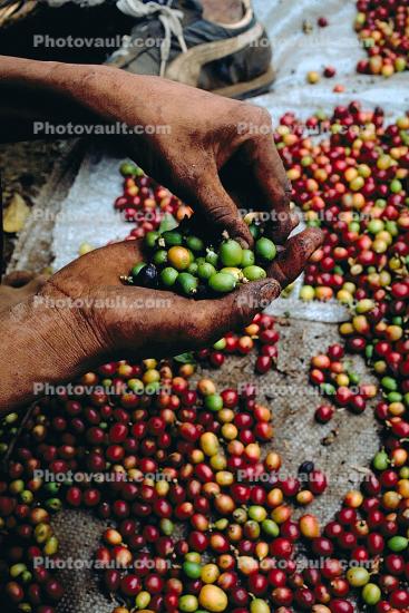 Coffee Bean, Harvesting, Processing, Man, Male, worker, manual labor, hands