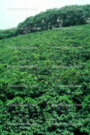 Coffee Plantation, Trees, Plants