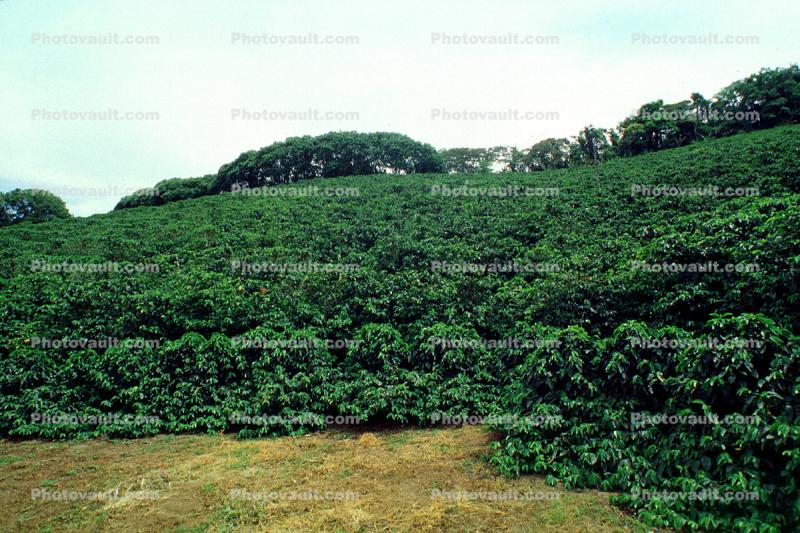 Coffee Plantation, Trees, Plants