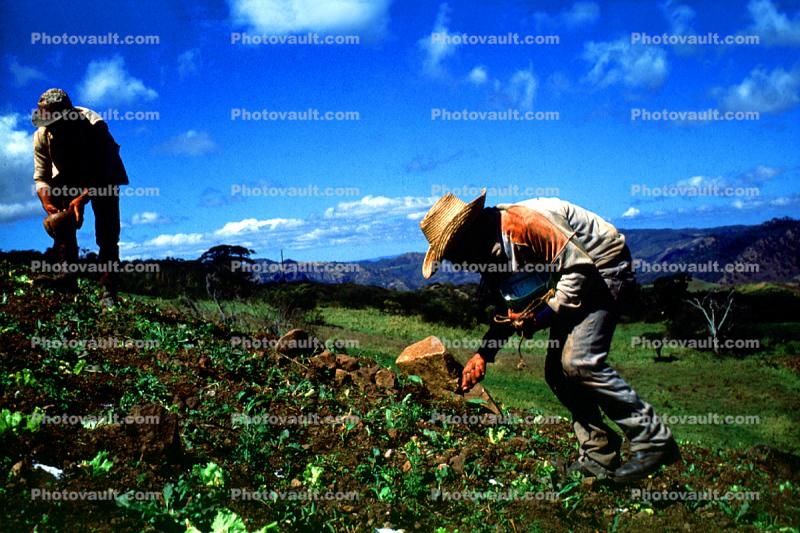 Planting, seedlings, man, men, workers, manual labor, hats, hills
