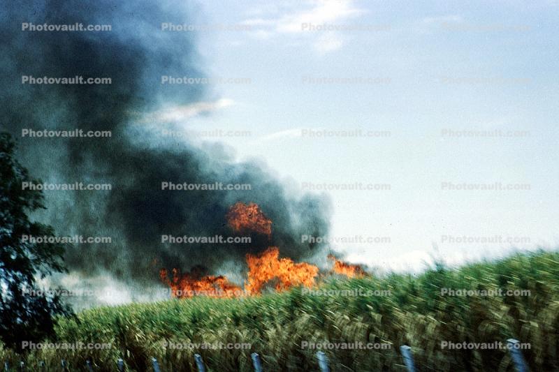 Corn, Fire, Cornfield, crop burning