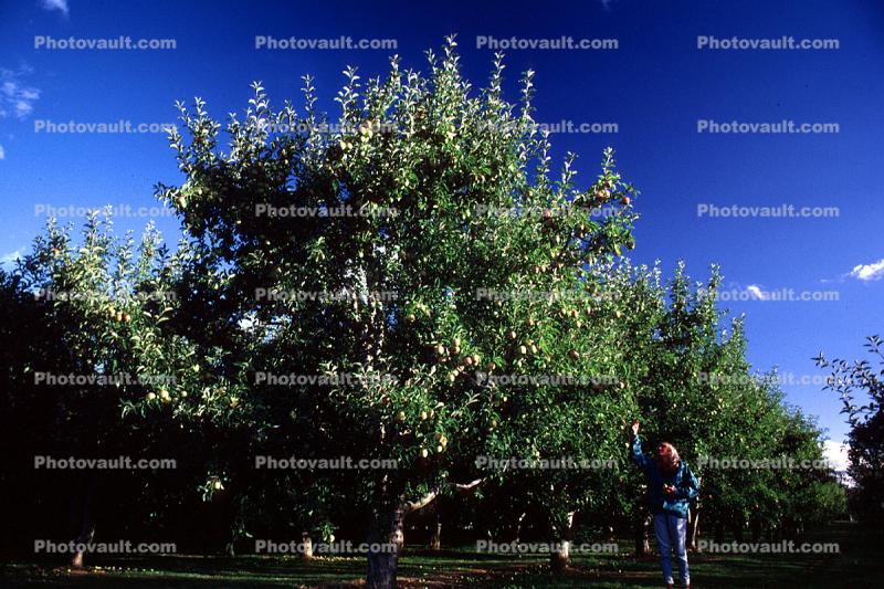 Tree, Orchard