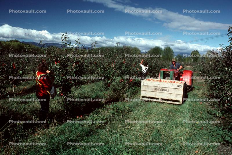 Tractor, Orchard, Crate, picking fruit, workers, manual labor
