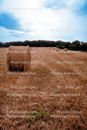 Roles of Hay
