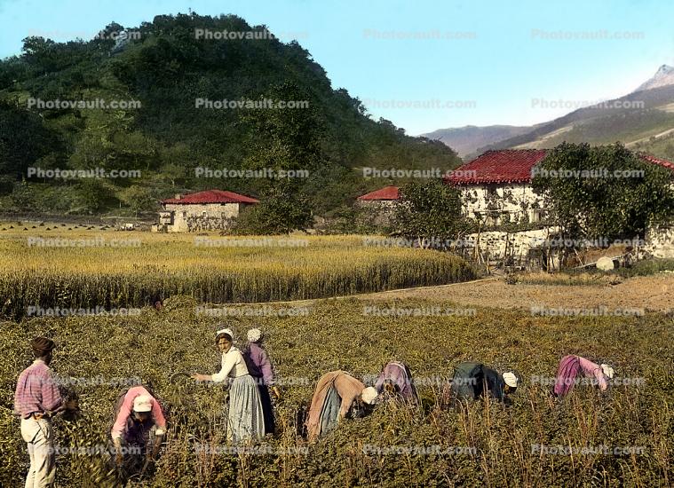 Peasant Farming, Corn, 1890's, Cornfield