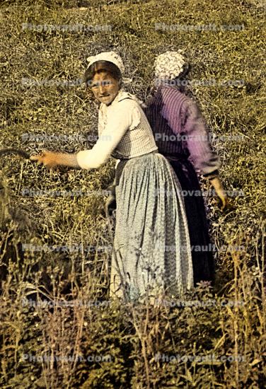 Peasant Farming, 1890's
