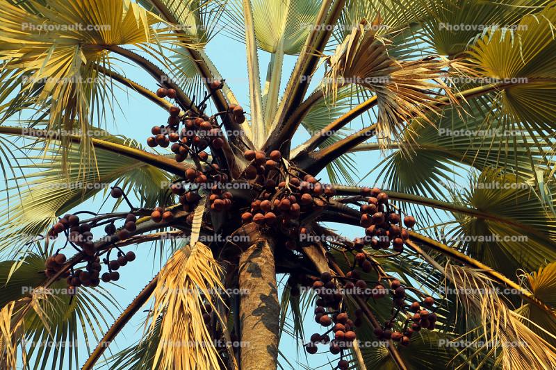 Palm Date Tree