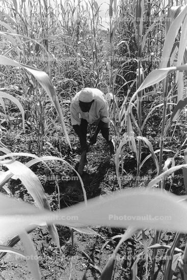 Corn Stalks, Field, Cornfield, Man Irrigating, Corn