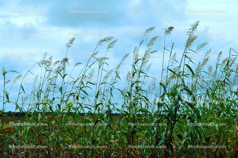 Corn Stalks, Field, Cornfield, Corn