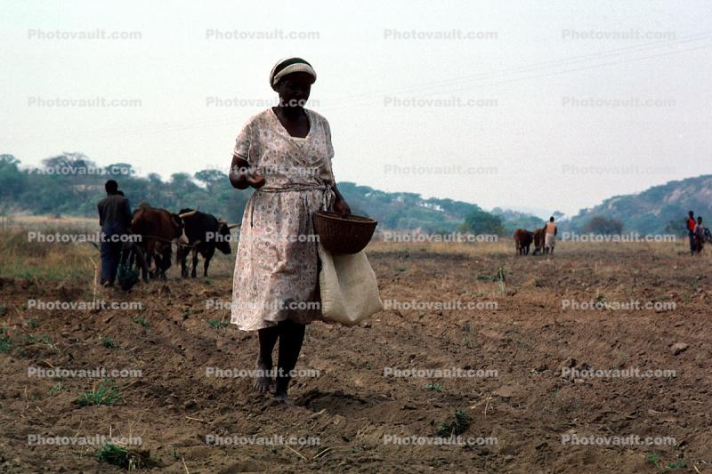 Woman Sowing Seed, Planting, Chibi, Zimbabwe