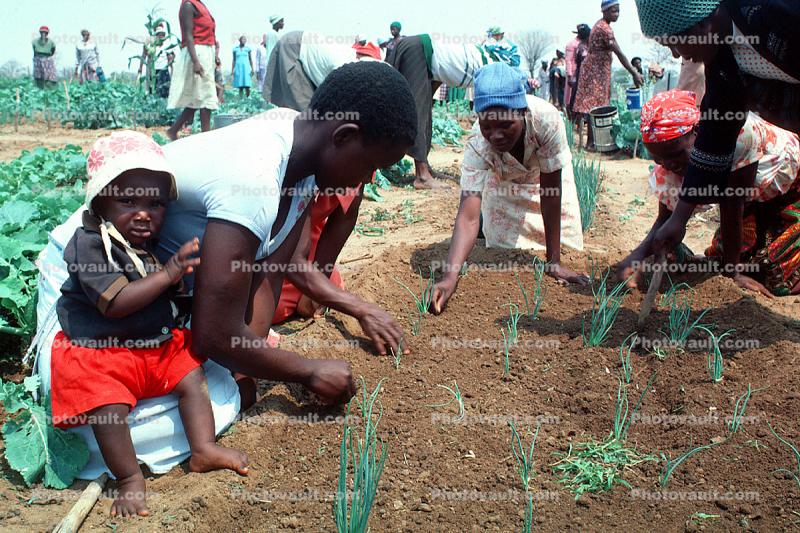 Women Planting a new crop