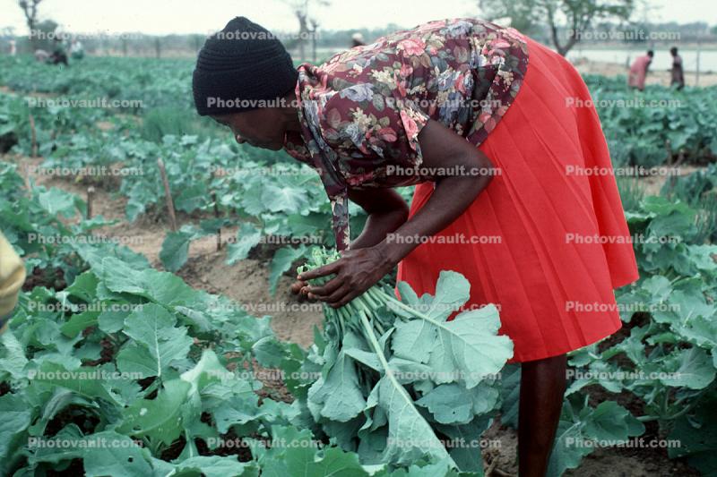 Woman Tending a Farmfield